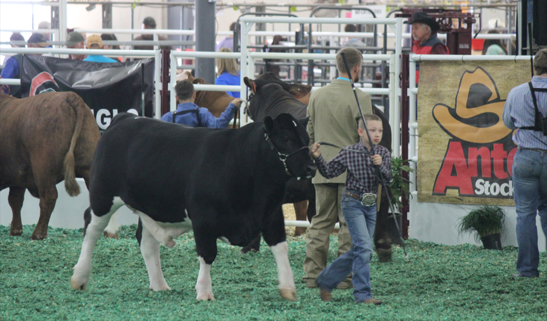 Youth Livestock Show Number 1