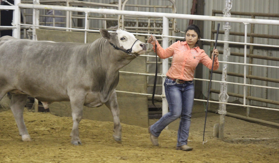 Youth Livestock Show Number 2