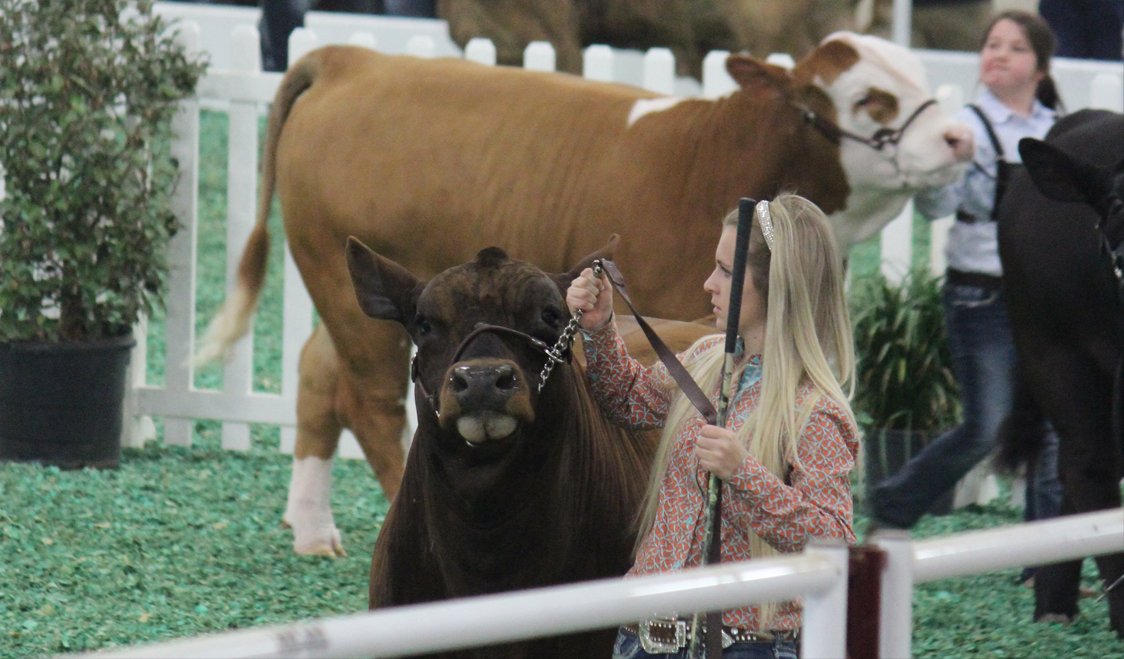 Youth Livestock Show Number 2